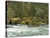 The Umpqua River, Oregon, USA-William Sutton-Stretched Canvas