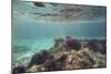 The underwater scenery all around the Mediterranean island of Formentera,-Nadja Jacke-Mounted Photographic Print