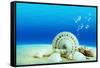 The Underwater World,Seashells with Underwater Background.-Liang Zhang-Framed Stretched Canvas