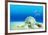 The Underwater World,Seashells with Underwater Background.-Liang Zhang-Framed Photographic Print