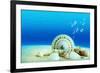 The Underwater World,Seashells with Underwater Background.-Liang Zhang-Framed Photographic Print