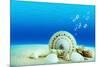 The Underwater World,Seashells with Underwater Background.-Liang Zhang-Mounted Photographic Print