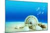 The Underwater World,Seashells with Underwater Background.-Liang Zhang-Mounted Photographic Print