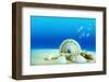 The Underwater World,Seashells with Underwater Background.-Liang Zhang-Framed Photographic Print