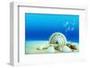 The Underwater World,Seashells with Underwater Background.-Liang Zhang-Framed Photographic Print