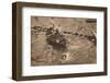 The University Boat Race, March 1912 (1935)-Unknown-Framed Photographic Print