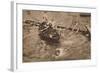 The University Boat Race, March 1912 (1935)-Unknown-Framed Photographic Print