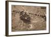 The University Boat Race, March 1912 (1935)-Unknown-Framed Photographic Print