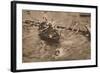 The University Boat Race, March 1912 (1935)-Unknown-Framed Photographic Print