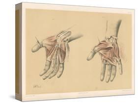 The Upper Limb. Superficial and Deep Views of the Palm of the Hand-G. H. Ford-Stretched Canvas