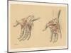 The Upper Limb. Superficial and Deep Views of the Palm of the Hand-G. H. Ford-Mounted Giclee Print