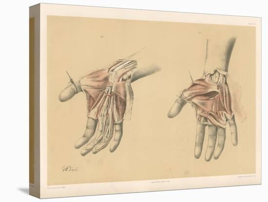 The Upper Limb. Superficial and Deep Views of the Palm of the Hand-G. H. Ford-Stretched Canvas