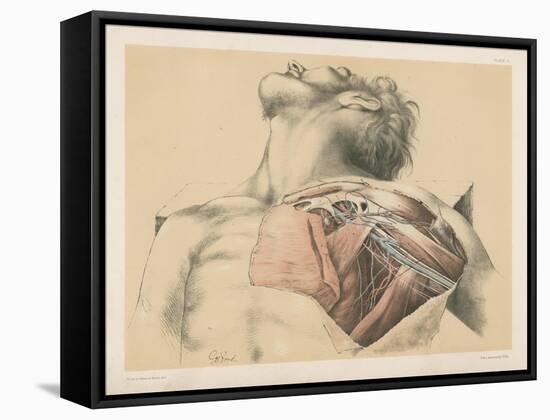 The Upper Limb. The Axillary Vessels, and the Brachial Plexus of Nerves, with their Branches-G. H. Ford-Framed Stretched Canvas