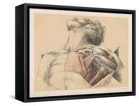 The Upper Limb. The Axillary Vessels, and the Brachial Plexus of Nerves, with their Branches-G. H. Ford-Framed Stretched Canvas