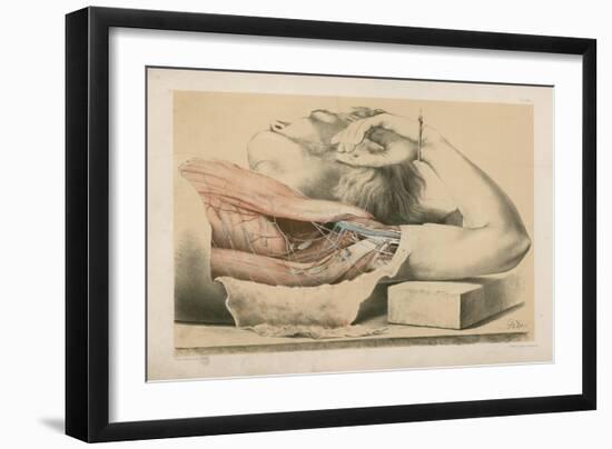 The Upper Limb. The Superficial Muscles of the Thorax, and the Axilla with its Contents-G. H. Ford-Framed Giclee Print