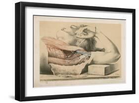 The Upper Limb. The Superficial Muscles of the Thorax, and the Axilla with its Contents-G. H. Ford-Framed Giclee Print