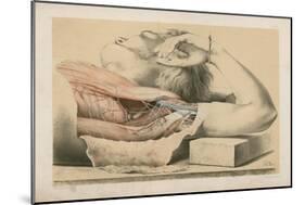 The Upper Limb. The Superficial Muscles of the Thorax, and the Axilla with its Contents-G. H. Ford-Mounted Giclee Print