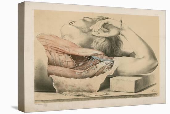 The Upper Limb. The Superficial Muscles of the Thorax, and the Axilla with its Contents-G. H. Ford-Stretched Canvas