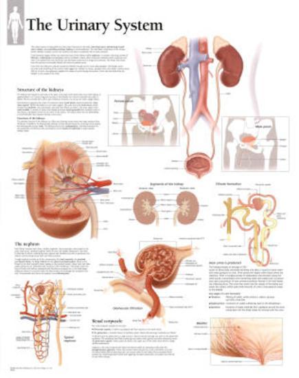Poster, , large