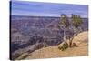 The USA, Arizona, Grand canyon National Park, South Rim, Powell Point-Udo Siebig-Stretched Canvas