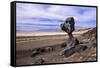 The USA, California, Death Valley National Park, Hoodoo in the Bad Water Road close Golden canyon-Udo Siebig-Framed Stretched Canvas