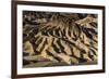 The USA, California, Death Valley National Park, Zabriskie Point, badlands-Udo Siebig-Framed Photographic Print