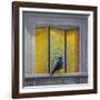 The Vain Jackdaw-Tim Hayward-Framed Giclee Print