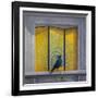 The Vain Jackdaw-Tim Hayward-Framed Giclee Print