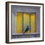 The Vain Jackdaw-Tim Hayward-Framed Giclee Print