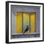 The Vain Jackdaw-Tim Hayward-Framed Giclee Print