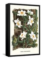 The Vanilla Orchid-Louis Van Houtte-Framed Stretched Canvas