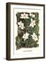 The Vanilla Orchid-Louis Van Houtte-Framed Art Print