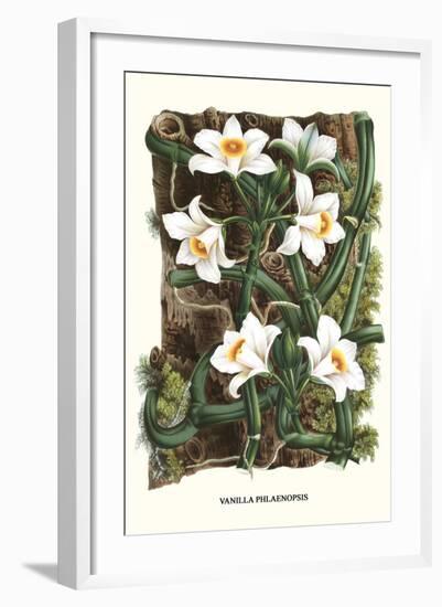 The Vanilla Orchid-Louis Van Houtte-Framed Art Print