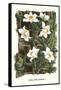 The Vanilla Orchid-Louis Van Houtte-Framed Stretched Canvas