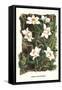 The Vanilla Orchid-Louis Van Houtte-Framed Stretched Canvas