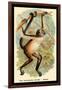 The Variegated Spider-Monkey-G.r. Waterhouse-Framed Art Print