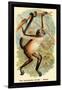 The Variegated Spider-Monkey-G.r. Waterhouse-Framed Art Print