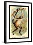 The Variegated Spider-Monkey-G.r. Waterhouse-Framed Art Print