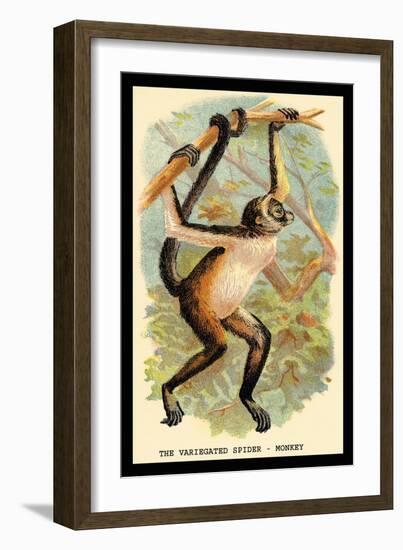 The Variegated Spider-Monkey-G.r. Waterhouse-Framed Art Print