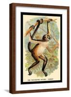 The Variegated Spider-Monkey-G.r. Waterhouse-Framed Art Print