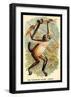 The Variegated Spider-Monkey-G.r. Waterhouse-Framed Art Print