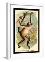 The Variegated Spider-Monkey-G.r. Waterhouse-Framed Art Print