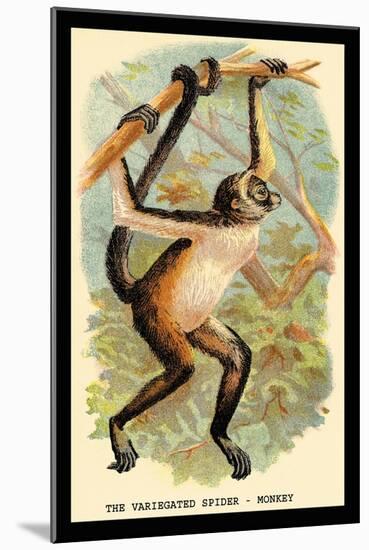 The Variegated Spider-Monkey-G.r. Waterhouse-Mounted Art Print