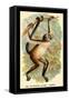 The Variegated Spider-Monkey-G.r. Waterhouse-Framed Stretched Canvas