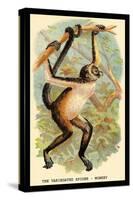 The Variegated Spider-Monkey-G.r. Waterhouse-Stretched Canvas