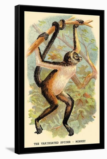 The Variegated Spider-Monkey-G.r. Waterhouse-Framed Stretched Canvas