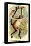The Variegated Spider-Monkey-G.r. Waterhouse-Framed Stretched Canvas