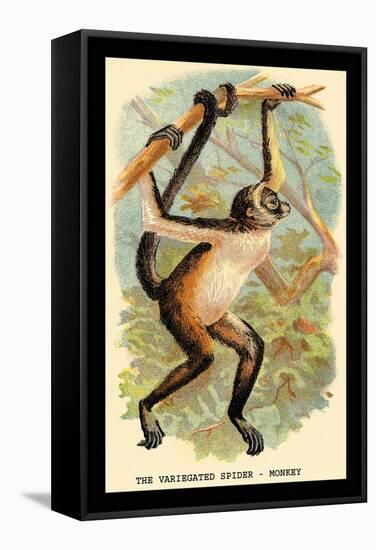 The Variegated Spider-Monkey-G.r. Waterhouse-Framed Stretched Canvas