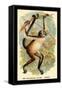 The Variegated Spider-Monkey-G.r. Waterhouse-Framed Stretched Canvas