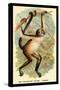 The Variegated Spider-Monkey-G.r. Waterhouse-Stretched Canvas